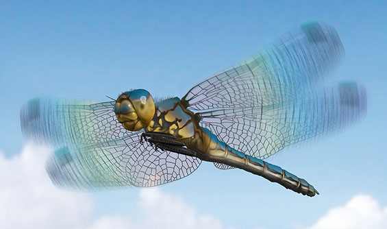 Natural history illustration of a dragonfly in flight.