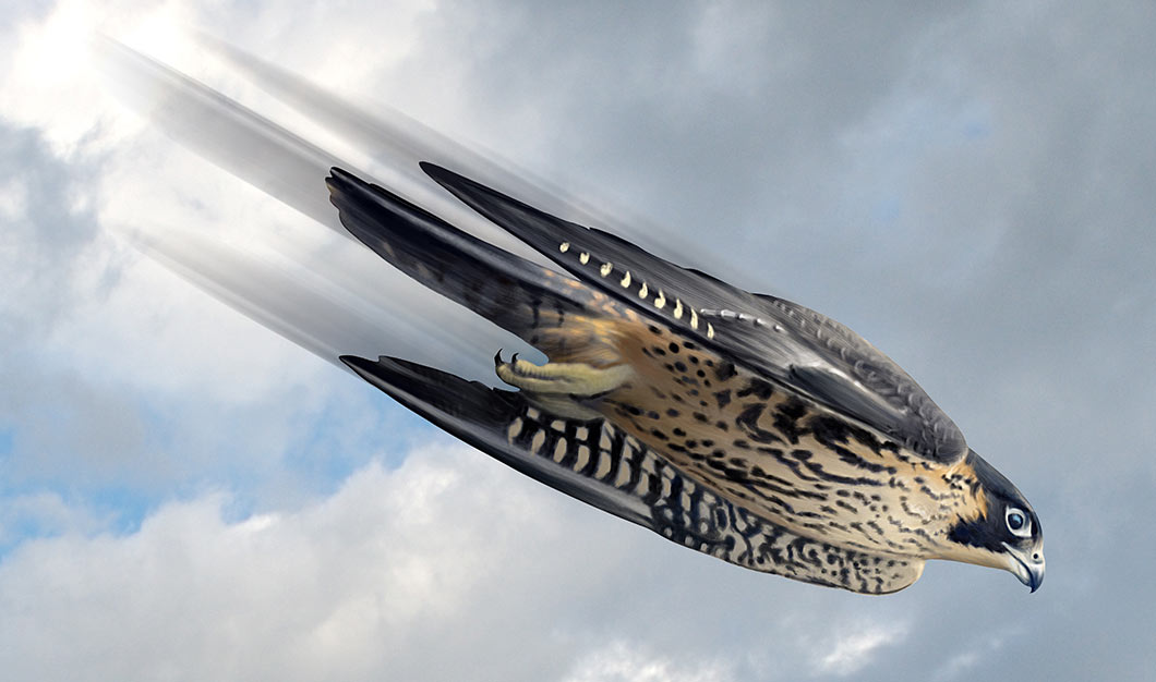 Swooping falcon illustration by Brad Fraunfelter.