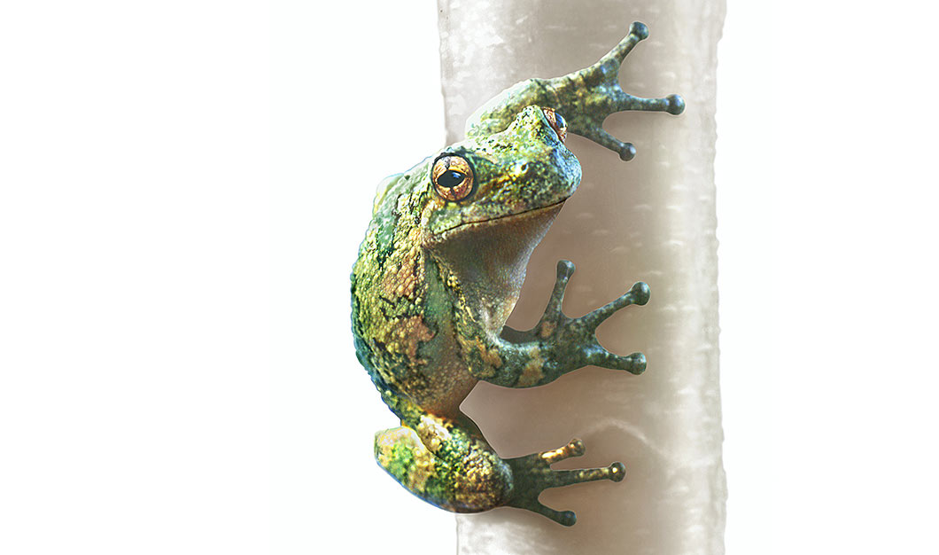 Common tree frog illustration by Brad Fraunfelter.